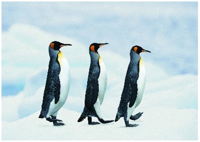 3 Penguins walking